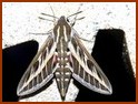 Le Sphinx livournien